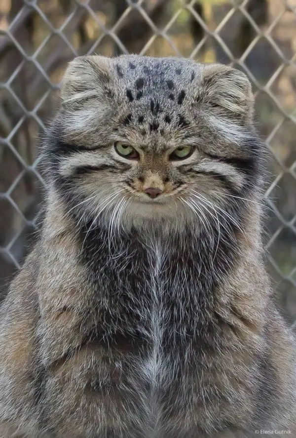 A photograph of a Pallas's cat