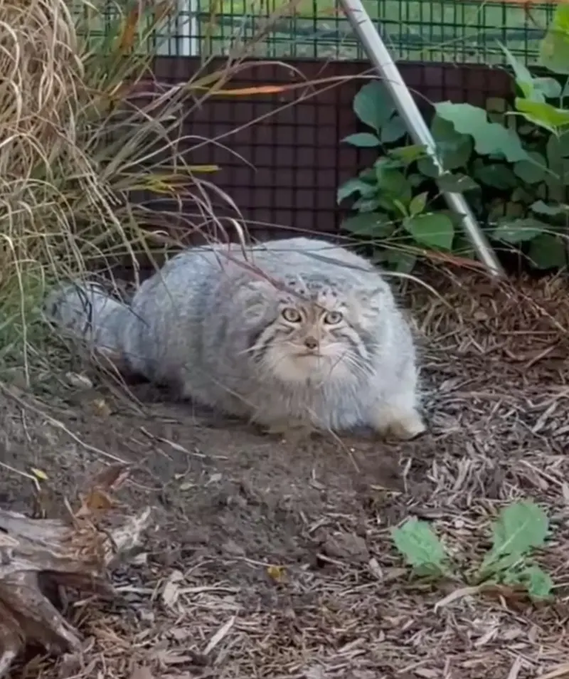 Makari is outside!