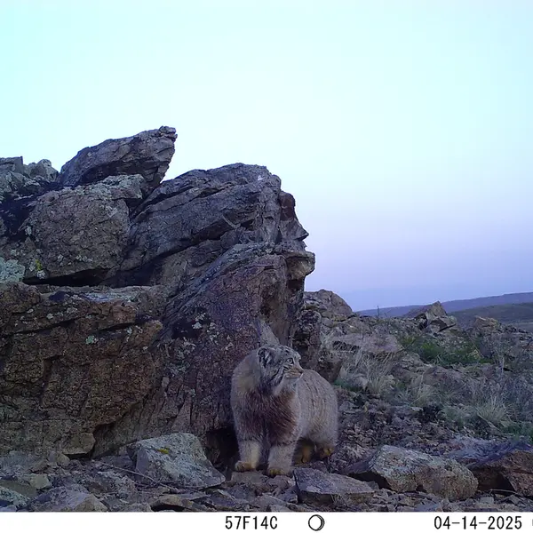 A photograph of Otocolobus manul manul from Karashoky camera trap