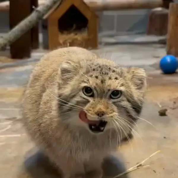 A photograph of Makari in New Zoo & Adventure Park
