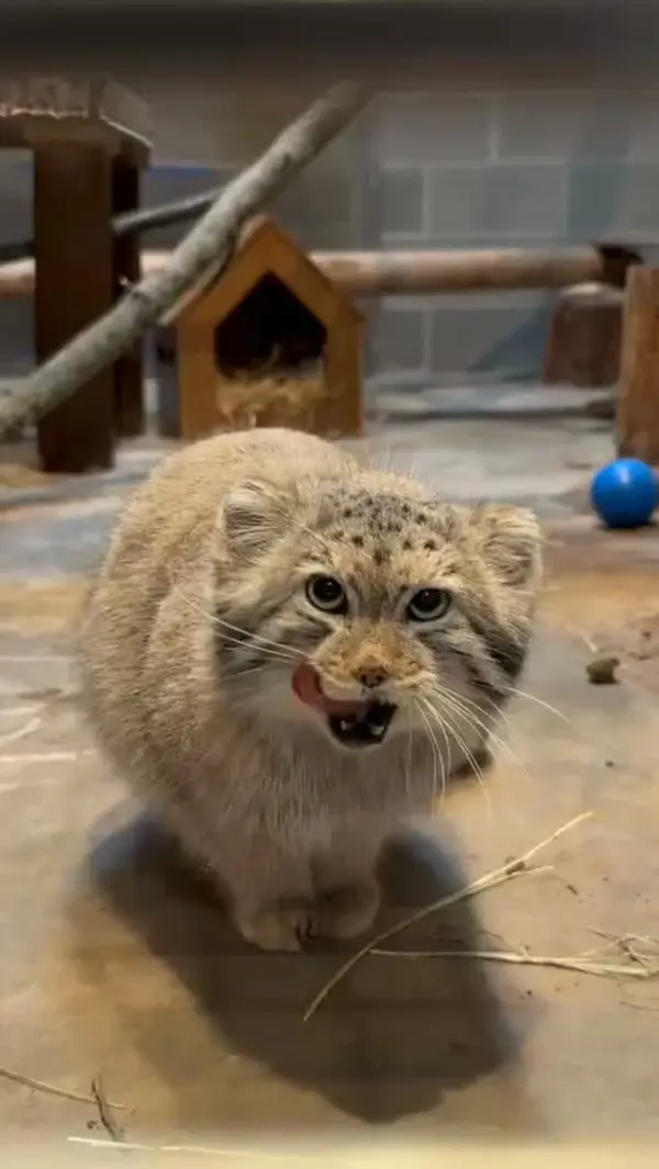 A photograph of Makari in New Zoo & Adventure Park