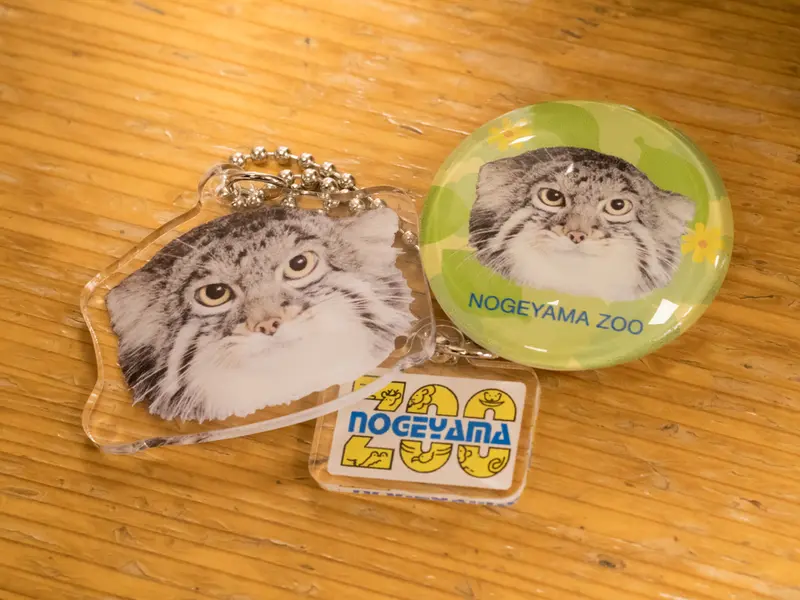 A photograph of Figa in Nogeyama Zoo