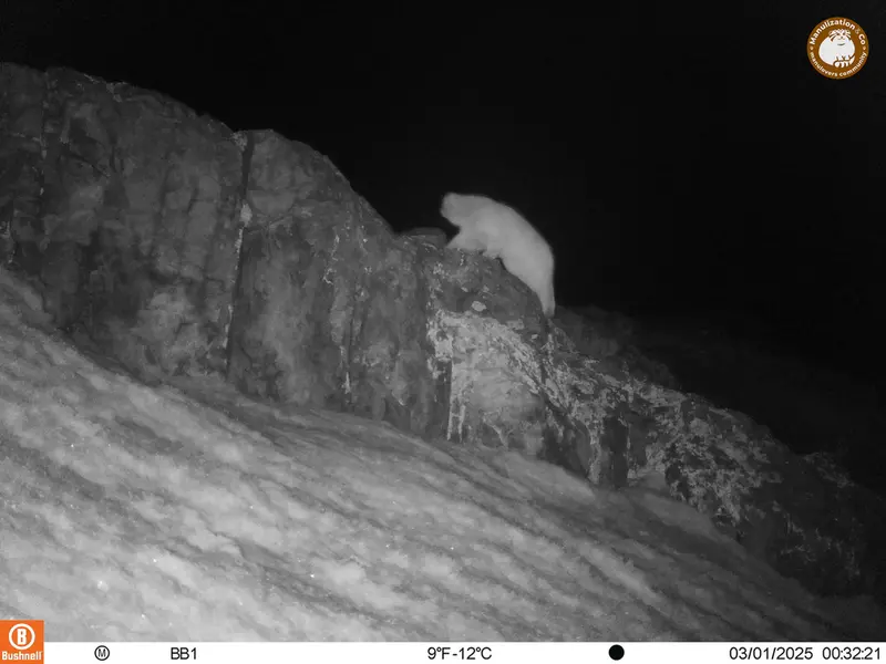 A photograph of Otocolobus manul manul from Aktas-Kunkora camera trap