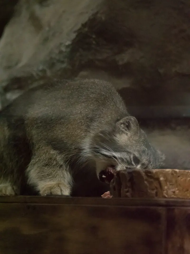 A photograph of Klyon in Ueno Zoological Gardens