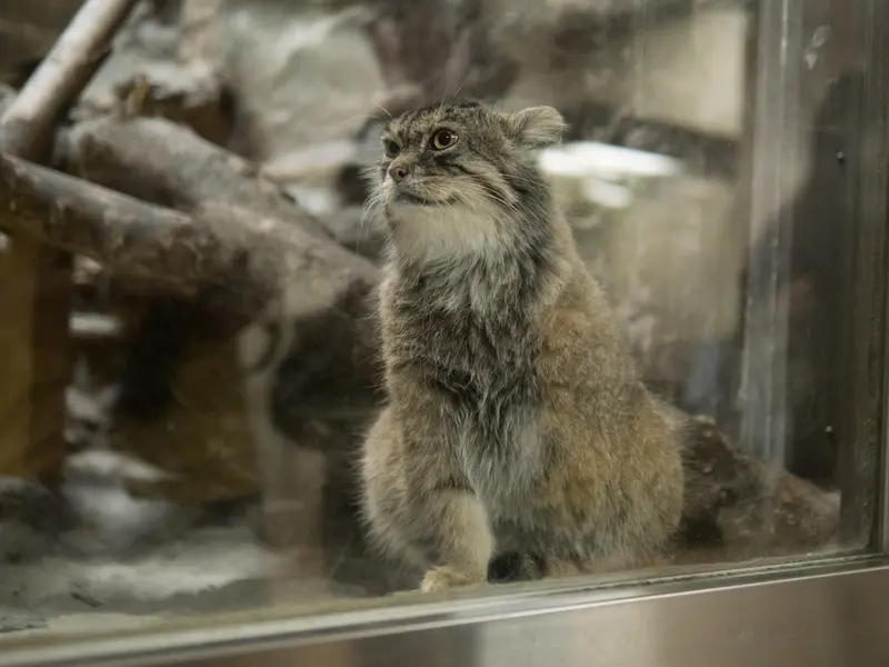 A photograph of Primula in Ueno Zoological Gardens