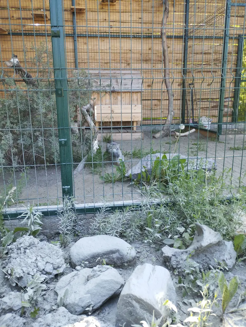 A photograph of Pepe in Barnaul zoo “Lesnaya skazka”
