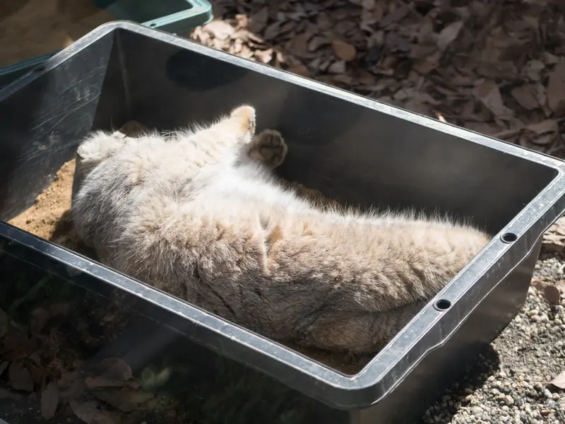 A photograph of Lotos in Saitama Children's Zoo