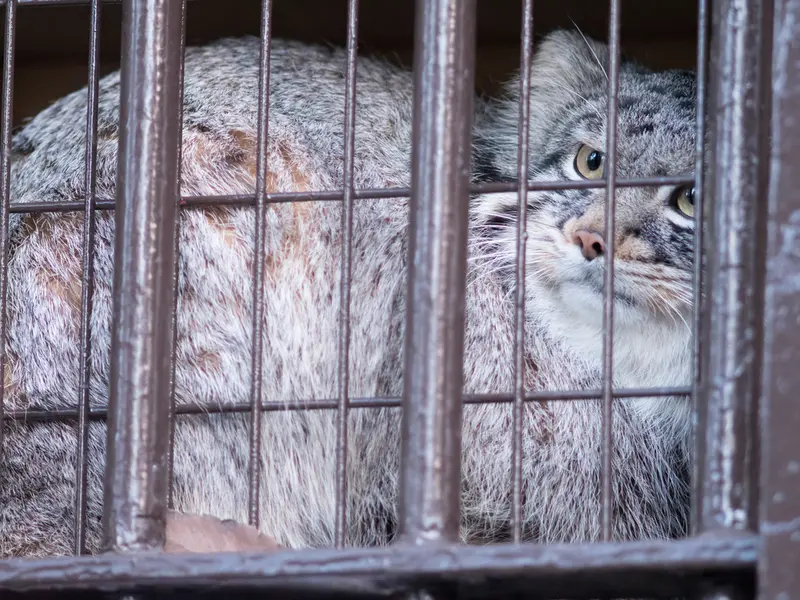 A photograph of Figa in Nogeyama Zoo