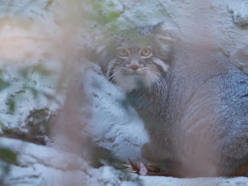 A photograph of Figa in Nogeyama Zoo