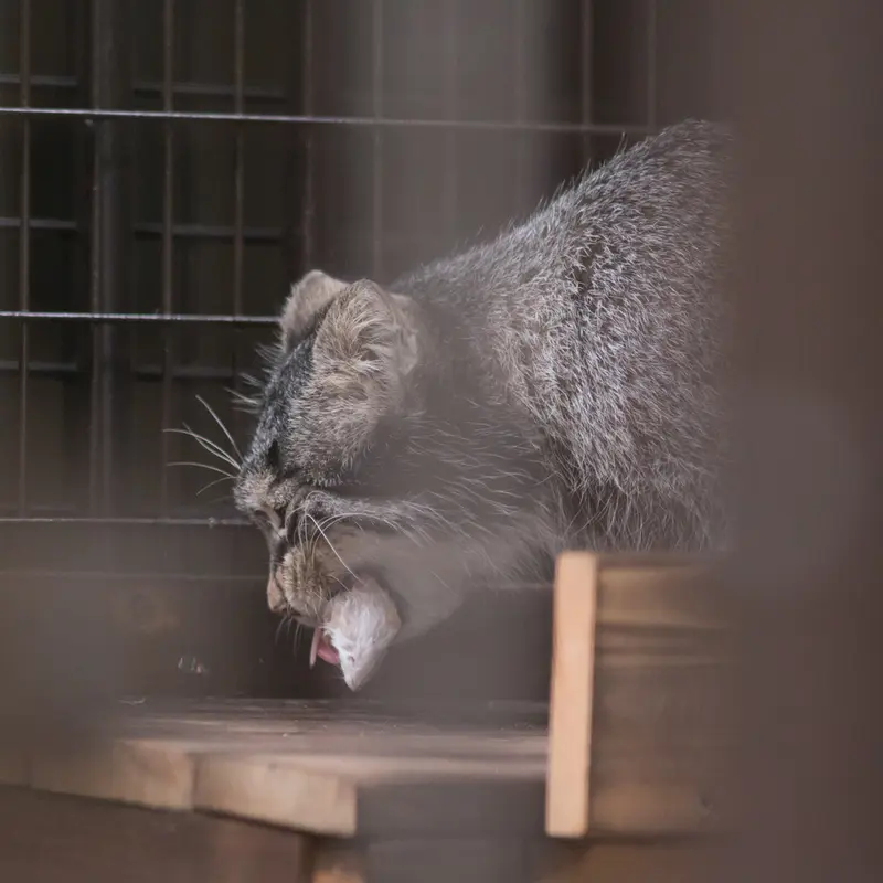 A photograph of Figa in Nogeyama Zoo