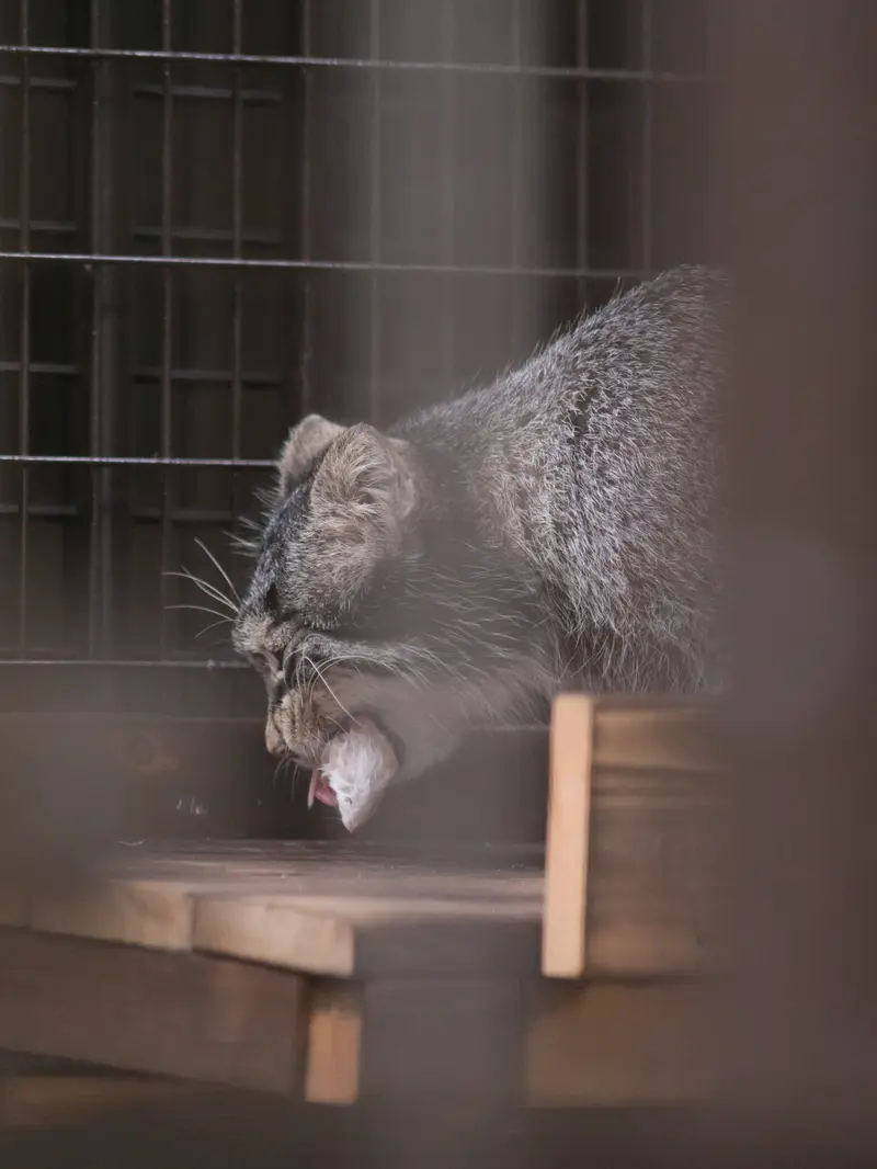 A photograph of Figa in Nogeyama Zoo
