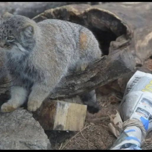 A photograph of Tate and Bo in Cheyenne Mountain Zoo