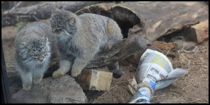 A photograph of Tate and Bo in Cheyenne Mountain Zoo