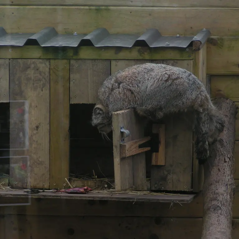 A photograph of Altai in The Lakeland Wildlife Oasis