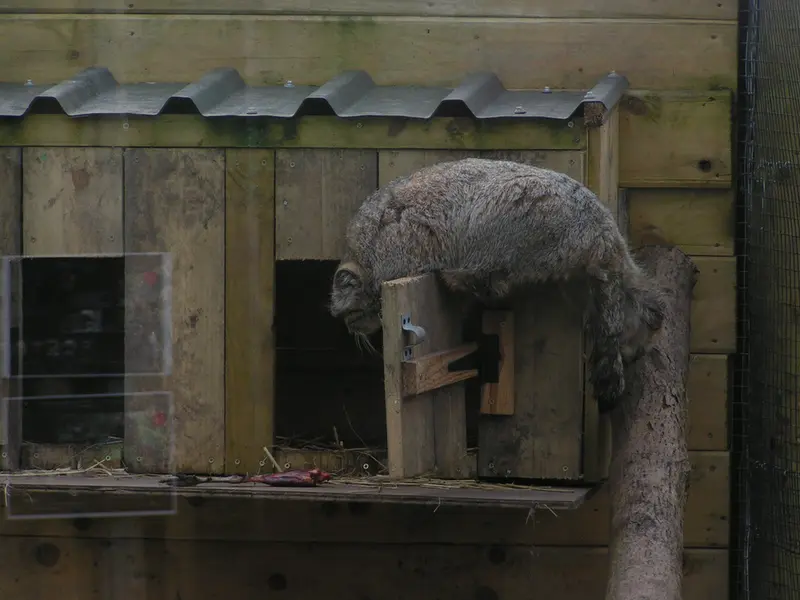 A photograph of Altai in The Lakeland Wildlife Oasis