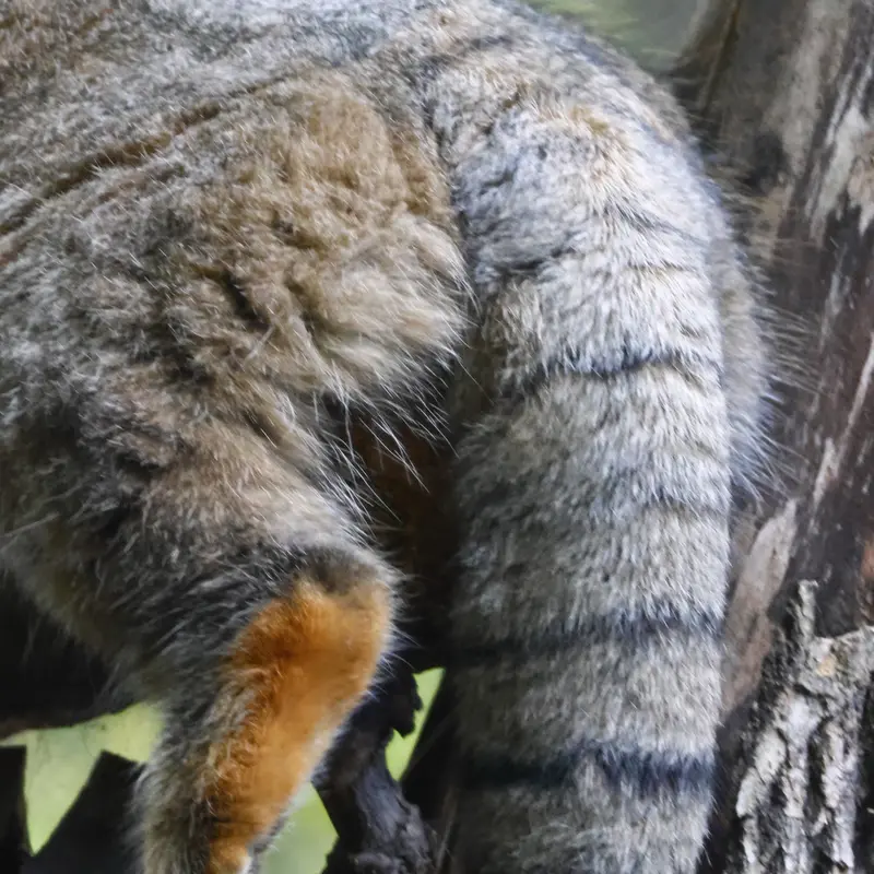 A photograph of Zosya in Novosibirsk Zoo