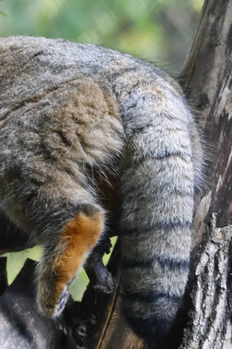 A photograph of Zosya in Novosibirsk Zoo
