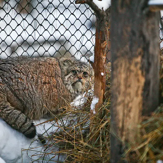 A photograph of Blade in Novosibirsk Zoo