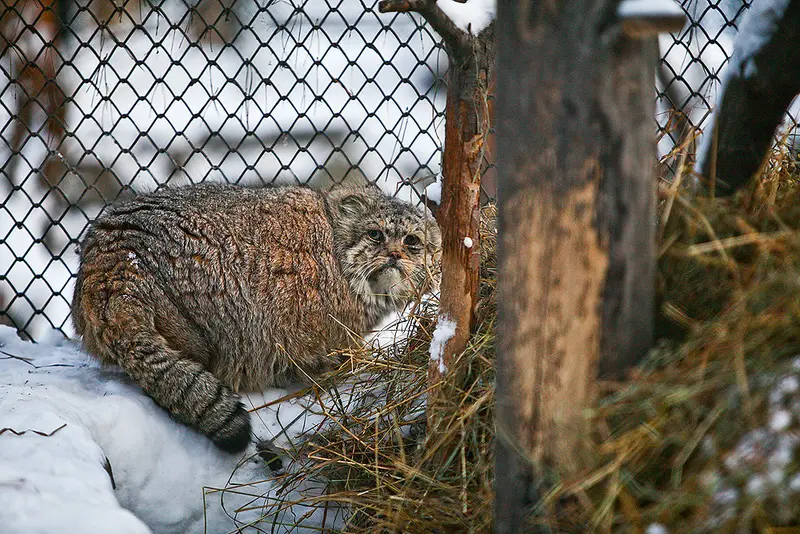 A photograph of Blade in Novosibirsk Zoo
