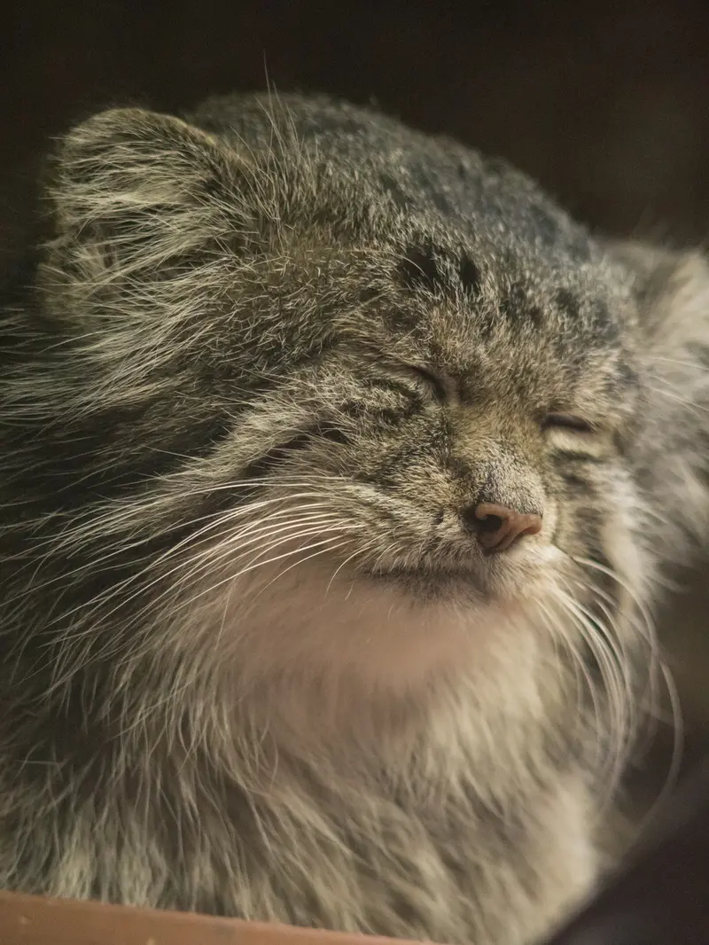 A photograph of Klyon in Ueno Zoological Gardens