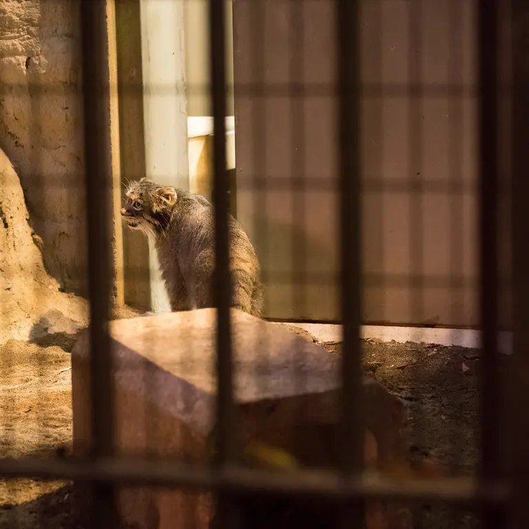 A photograph of Figa in Nogeyama Zoo