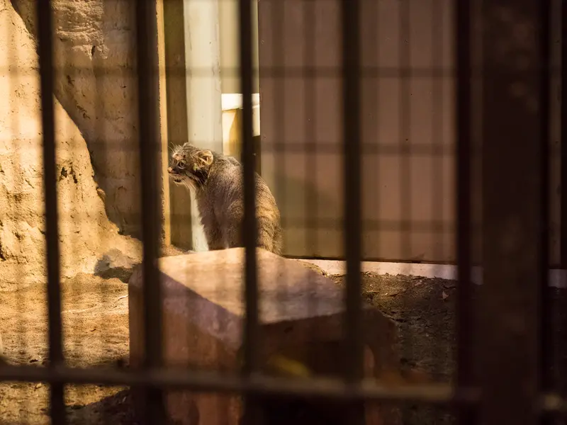 A photograph of Figa in Nogeyama Zoo
