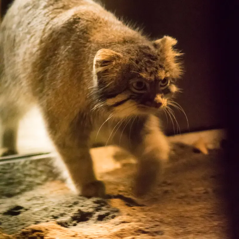 A photograph of Figa in Nogeyama Zoo