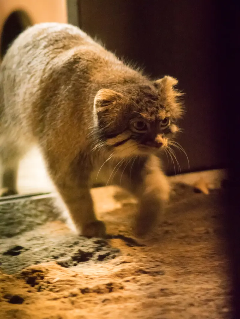 A photograph of Figa in Nogeyama Zoo
