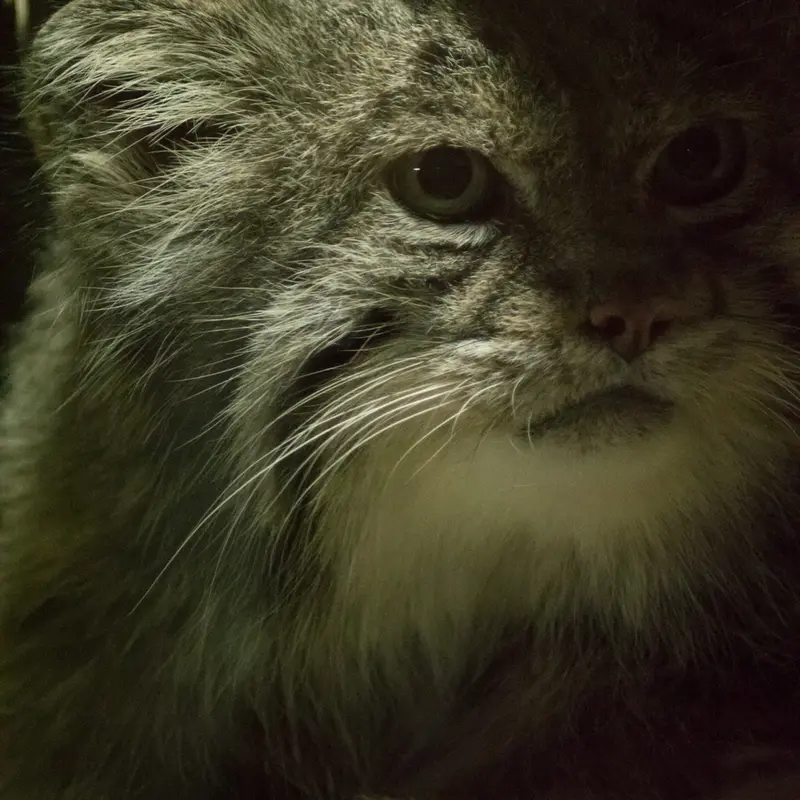 A photograph of Klyon in Ueno Zoological Gardens