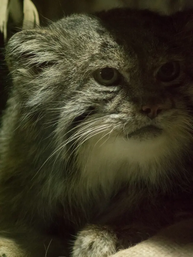 A photograph of Klyon in Ueno Zoological Gardens