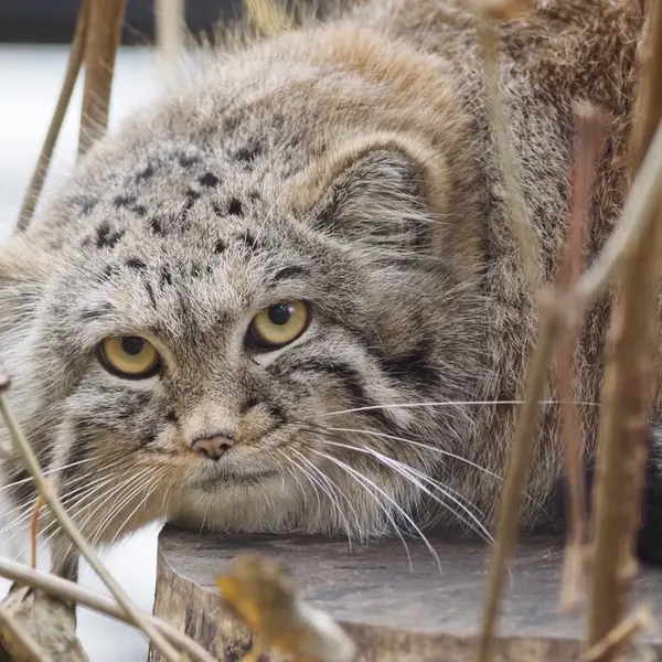 A photograph of Altai in Gdansk Zoo