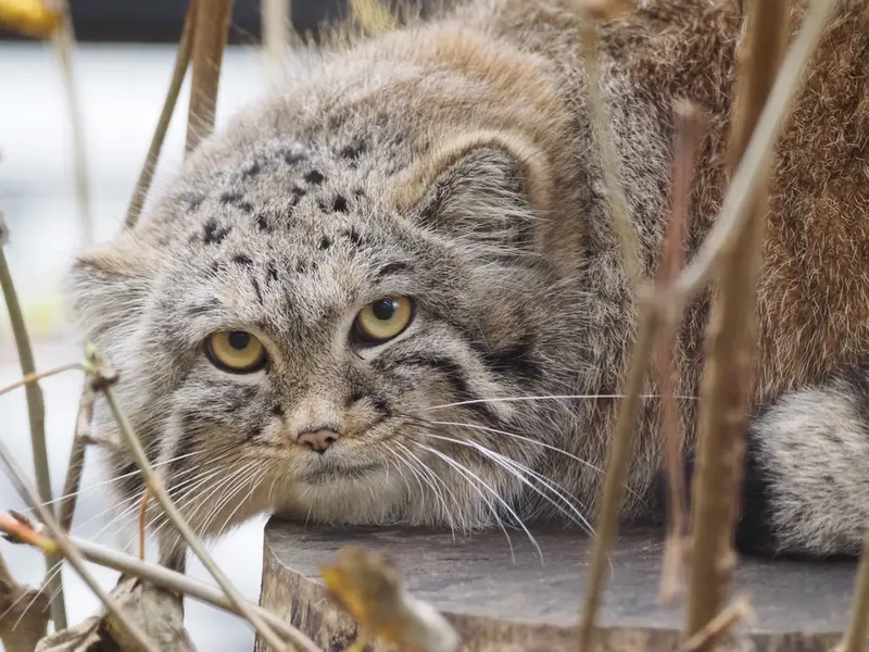 A photograph of Altai in Gdansk Zoo