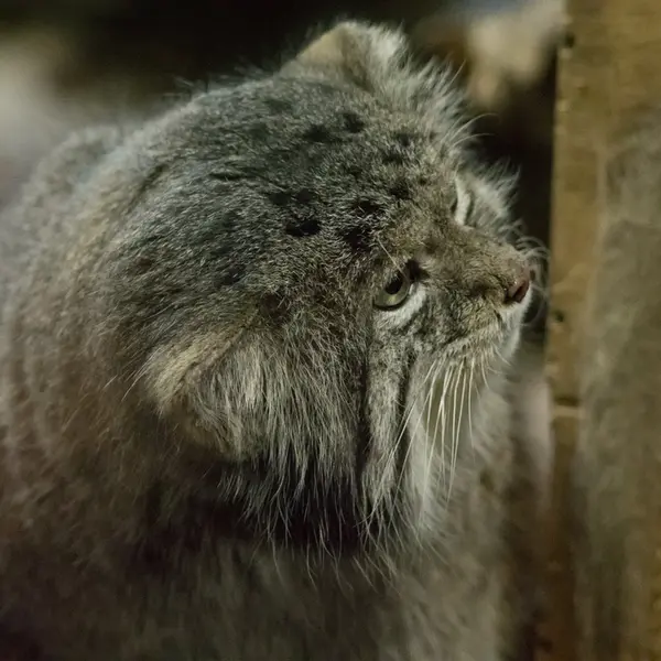 A photograph of Klyon in Ueno Zoological Gardens