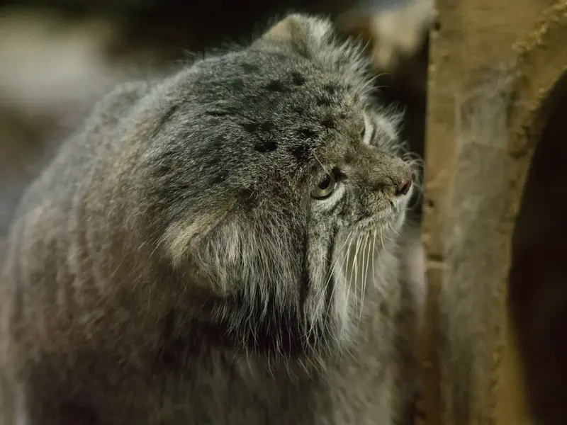 A photograph of Klyon in Ueno Zoological Gardens