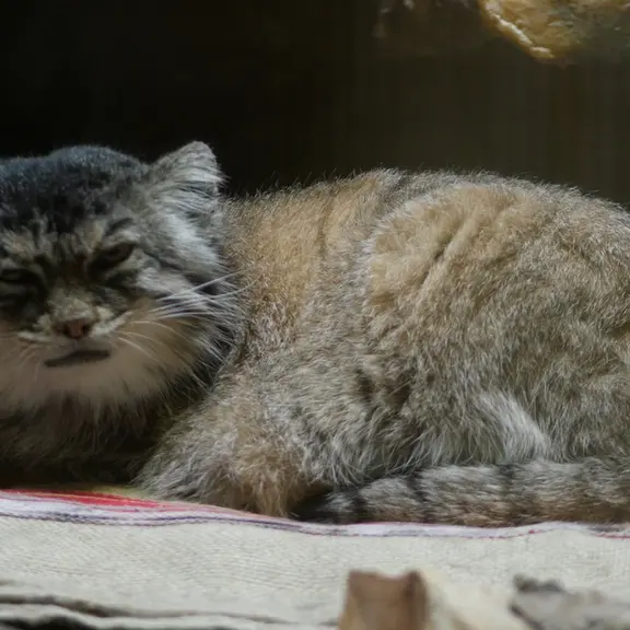 A photograph of a Pallas's cat in Ueno Zoological Gardens