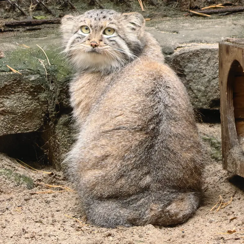 A photograph of Snezhana in Novosibirsk Zoo