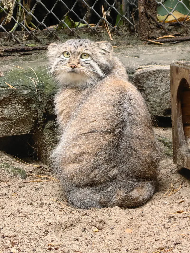 A photograph of Snezhana in Novosibirsk Zoo