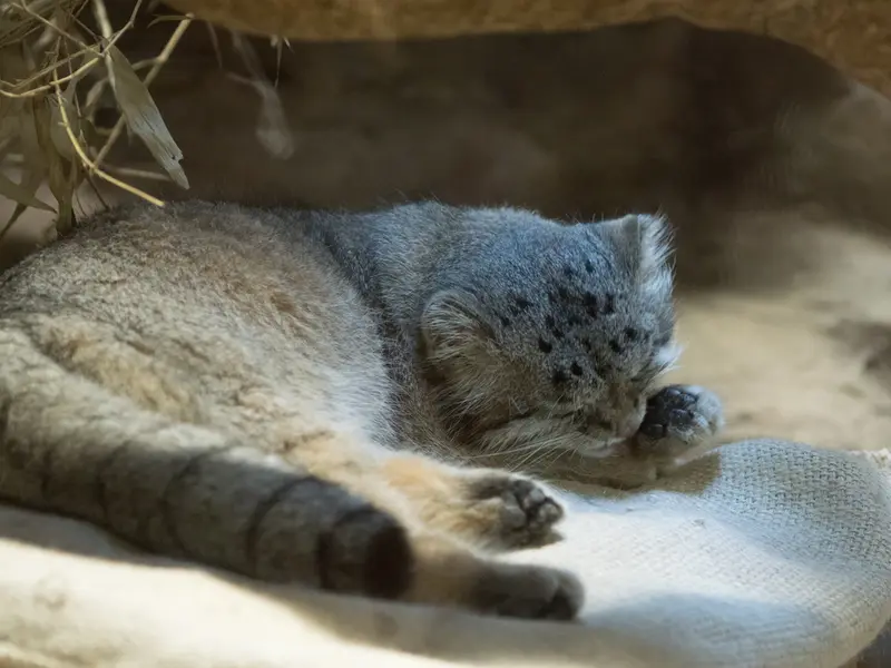 A photograph of Klyon in Ueno Zoological Gardens