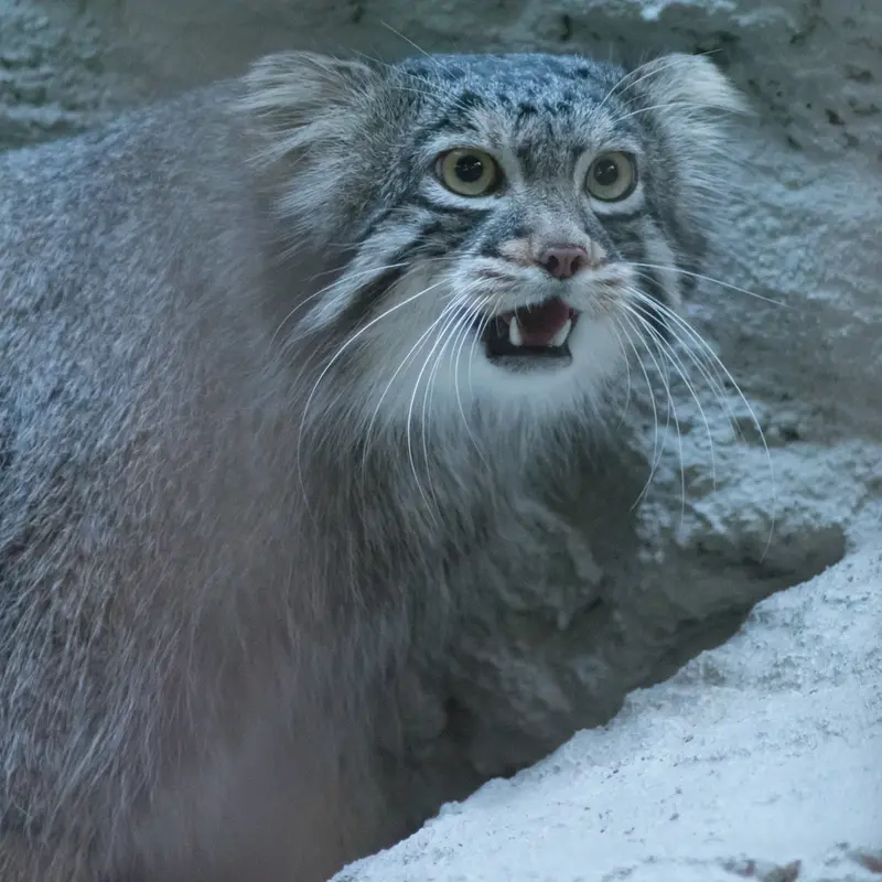 A photograph of Figa in Nogeyama Zoo