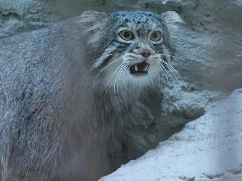 A photograph of Figa in Nogeyama Zoo