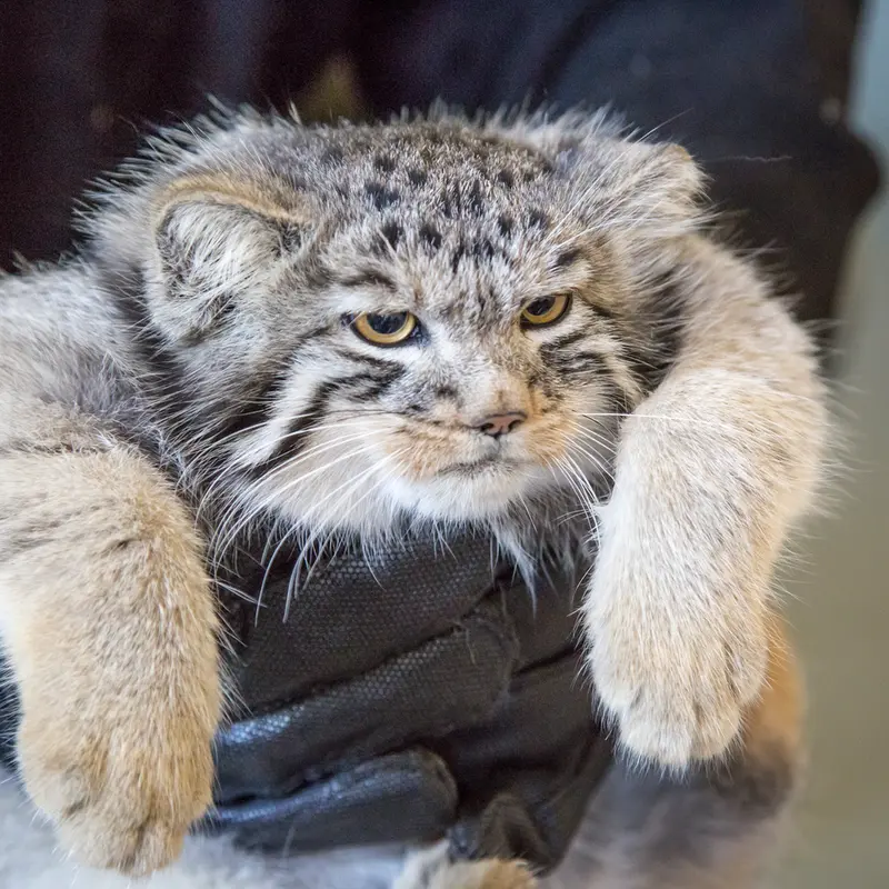 A photograph of a Pallas's cat