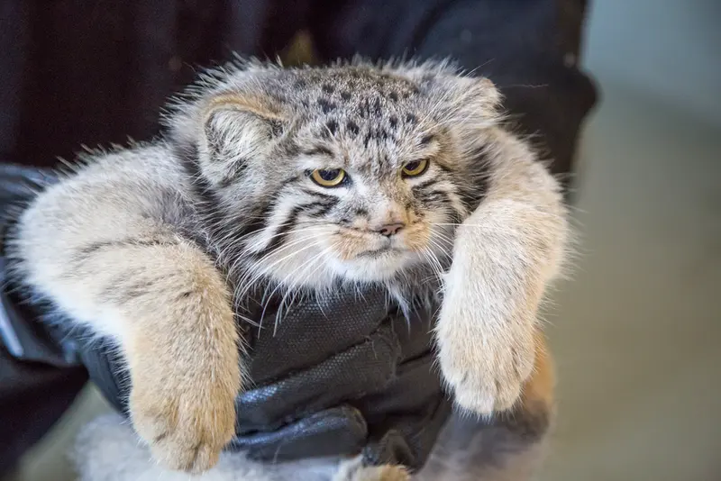 A photograph of a Pallas's cat