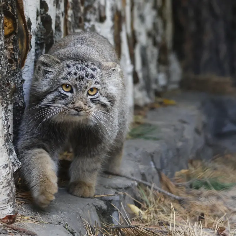 A photograph of Son of Snezhana b.2026 Ⅲ in Novosibirsk Zoo