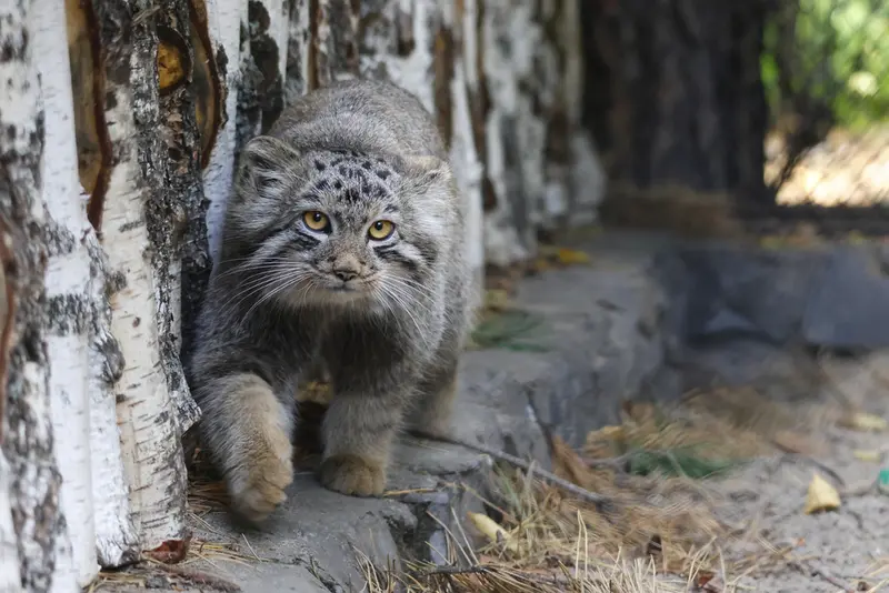 A photograph of Son of Snezhana b.2026 Ⅲ in Novosibirsk Zoo