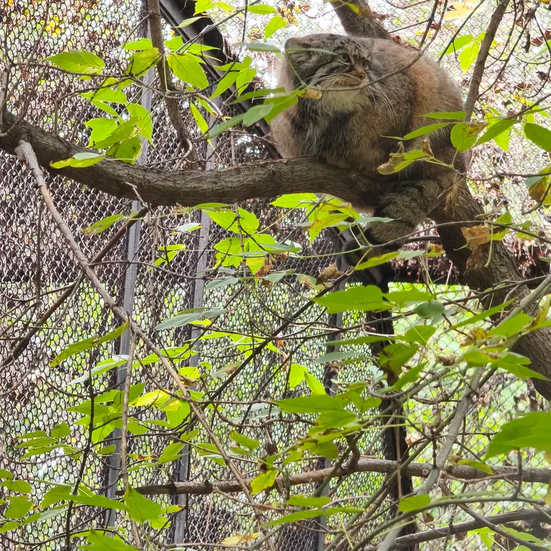 A photograph of Zosya in Novosibirsk Zoo