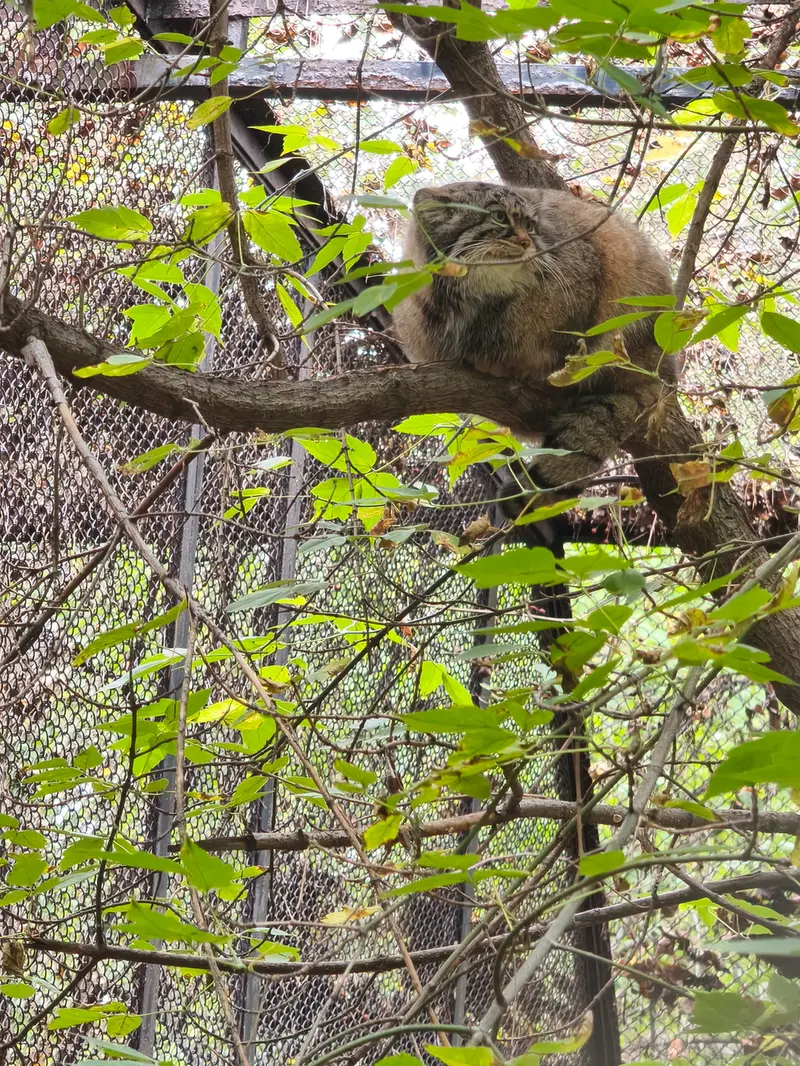 A photograph of Zosya in Novosibirsk Zoo