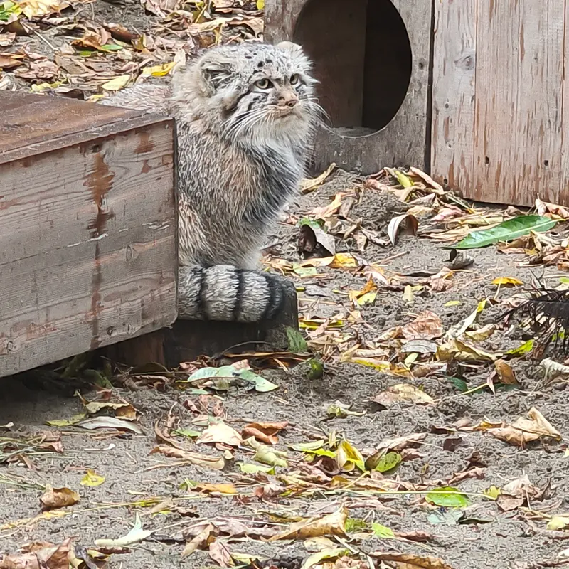 A photograph of Daughter of Lolo b.2026 Ⅰ in Novosibirsk Zoo
