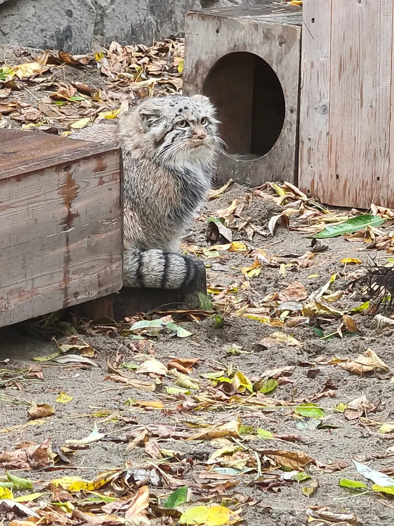 A photograph of Daughter of Lolo b.2026 Ⅰ in Novosibirsk Zoo