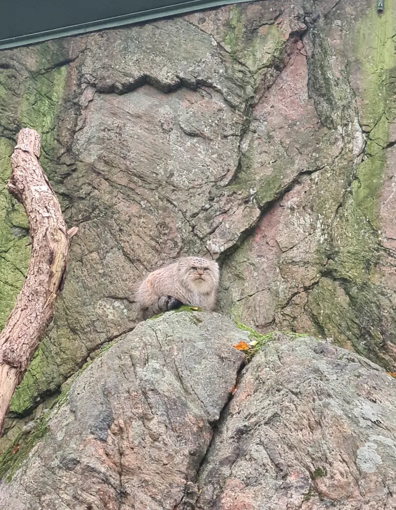 A photograph of a Pallas's cat