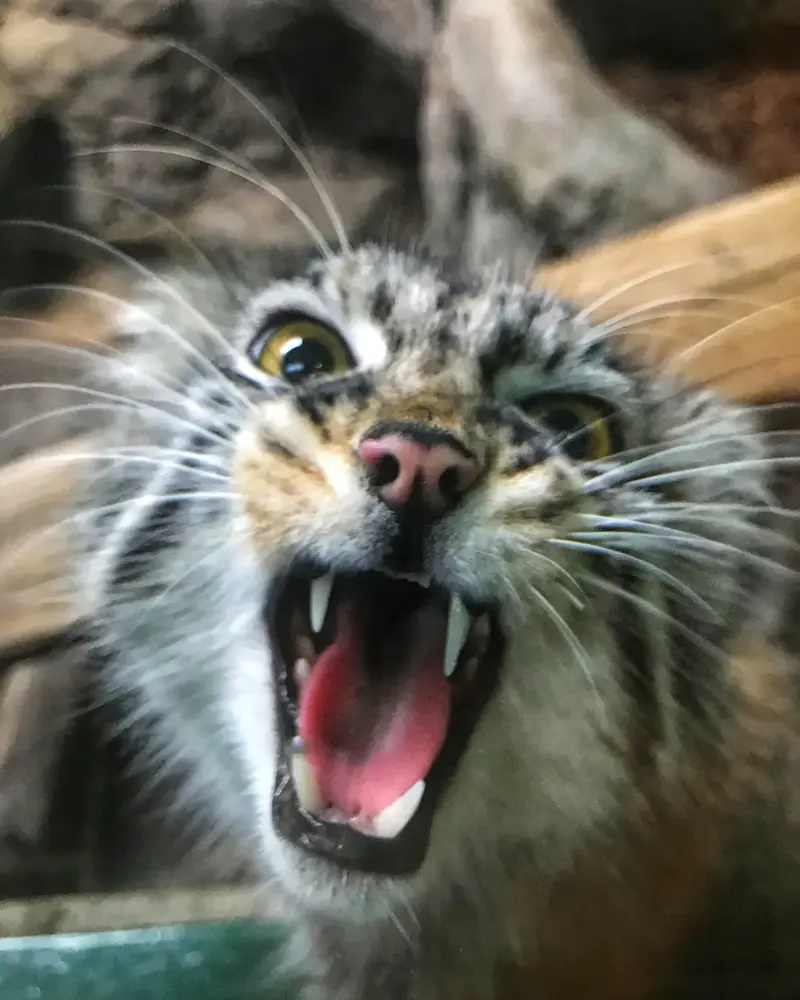 A photograph of Phyllaris in Birmingham Zoo